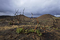 Laurel Sumac (Rhus laurina) in 2004, recovering after 2003 fire, Poway, California
