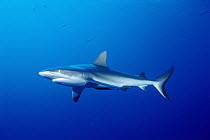 Grey Reef Shark (Carcharhinus amblyrhynchos), Coral Sea, Australia