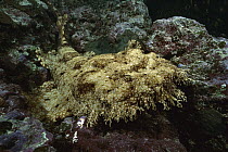 Tasselled Wobbegong (Orectolobus dasypogon) camouflaged against reef, Ningaloo Reef, Australia