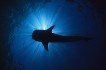 Whale Shark (Rhincodon typus) silhouetted, Ningaloo Reef, Australia