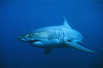 Great White Shark (Carcharodon carcharias), Neptune Island, Australia