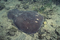 Coffin Ray (Hypnos monopterygium), an electric ray on ocean floor, Edithburgh, Australia