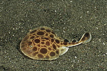 Torpedo Ray (Torpedo sp), an electric ray on ocean floor, Komodo Island, Indonesia