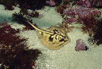 Crossback Stingaree (Urolophus cruciatus) on ocean floor, Tasmania, Australia