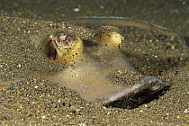 Blue-spotted Stingray (Dasyatis kuhlii) buried in the sand, Bali, Indonesia