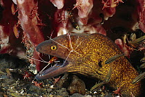 Yellow-edged Moray (Gymnothorax flavimarginatus) being cleaned by Scarlet Cleaner Shrimp (Lysmata amboinensis), Bali, Indonesia