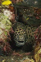 Spotted Moray (Gymnothorax isingteena) being cleaned by shrimp, Bali, Indonesia