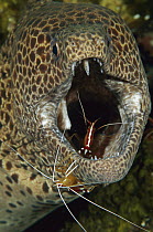 Spotted Moray (Gymnothorax isingteena) being cleaned by Scarlet Cleaner Shrimp (Lysmata amboinensis), Bali, Indonesia