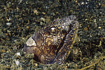Napoleon Snake Eel (Ophichthus bonaparti) emerging from burrow, Bali, Indonesia