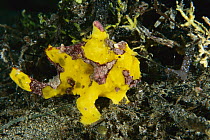 Warty Frogfish (Antennarius maculatus) waving its lure to entice prey, Milne Bay, Papua New Guinea