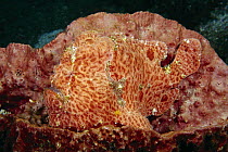 Commerson's Frogfish (Antennarius commersonii) camouflaged, Andaman Sea, Thailand