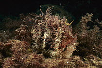 Tasselled Frogfish (Rhycherus filamentosus) hiding in red alge waiting for prey showing lure, Edithburgh, Australia