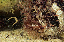 Tasselled Frogfish (Rhycherus filamentosus) hiding in red alge waiting for prey showing lure, Edithburgh, Australia