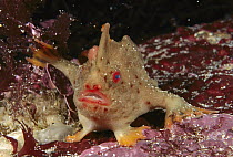 Red Handfish (Brachionichthys politus) showing modified pectoral fins used for walking, Tasman Peninsula, Australia