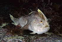 Handfish (Brachionichthys sp), Tasman Peninsula, Australia