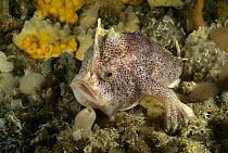 Handfish (Brachionichthys sp) showing modified pectoral fins used for walking, Tasman Peninsula, Australia