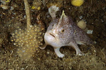 Handfish (Brachionichthys sp) guarding clutch of eggs showing modified pectoral fins used for walking, Tasman Peninsula, Australia
