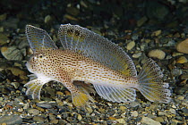 Spotted Handfish (Brachionichthys hirsutus) showing modified pectoral fins used for walking, Tasmania, Australia