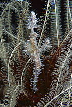 Harlequin Ghost Pipefish (Solenostomus paradoxus) camouflaged in Feather Star, Bali, Indonesia