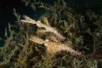 Roughsnout Ghost Pipefish (Solenostomus paegnius), Lembeh Strait, Indonesia