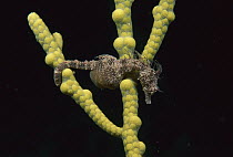 Short-snouted Seahorse (Hippocampus breviceps), Edithburgh, Australia
