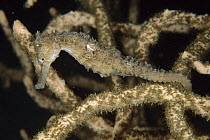 Yellow Sea Horse (Hippocampus kuda) camouflaged against coral, Lembeh Strait, Indonesia