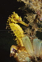 Yellow Sea Horse (Hippocampus kuda) near tunicates, Lembeh Strait, Indonesia