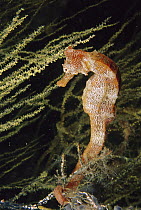 Pacific Seahorse (Hippocampus ingens), Galapagos Islands, Ecuador