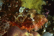 Tassled Scorpionfish (Scorpaenopsis oxycephala), Manado, Indonesia