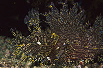 Merlet's Scorpionfish (Rhinopias aphanes) mimicking soft coral while waiting for prey, Milne Bay, Papua New Guinea