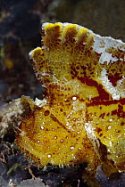 Leaf Scorpionfish (Taenianotus triacanthus), Milne Bay, Papua New Guinea