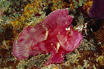 Leaf Scorpionfish (Taenianotus triacanthus), Indonesia