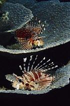 Zebra Lionfish (Dendrochirus zebra) pair, Lembeh Strait, Indonesia
