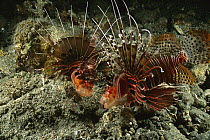 Spotfin Lionfish (Pterois antennata) pair, Milne Bay, Papua New Guinea