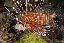 Spotfin Lionfish (Pterois antennata), Kimbe Bay, Papua New Guinea
