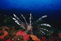 Common Lionfish (Pterois volitans), Nusa Tengarra, Indonesia