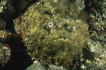 Esturine Stonefish (Synanceia horrida), Lembeh Strait, Indonesia