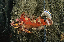 Demon Stinger (Inimicus caledonicus) caught in derelict fishing net, an example of ghost fishing, Lembeh Strait, Indonesia