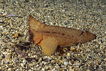 Spiny Leaf Fish (Ablabys macracanthus) on ocean floor, Milne Bay, Papua New Guinea