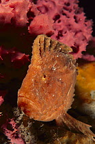 Warty Prowfish (Aetapcus maculatus) amid corals, Australia