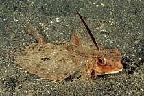 Oriental Flying Gurnard (Dactyloptena orientalis) showing nocturnal coloration, Lembeh Strait, Indonesia