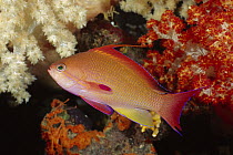 Sea Goldie (Pseudanthias squamipinnis) male, Fiji