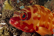 Banded Reef Cod (Epinephelus fasciatus), Bali, Indonesia