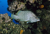 Leather Bass (Dermatolepis dermatolepis) beside coral reef, Galapagos Islands, Ecuador
