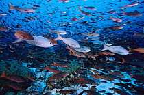 Pacific Creolefish (Paranthias colonus) adults and many more juveniles, Galapagos Islands, Ecuador