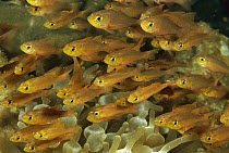 Goldbelly Cardinalfish (Apogon apogonides) group hovering over aneomone tentacles, Ambon, Indonesia
