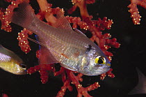Orangelined Cardinalfish (Archamia fucata) with a parasitic Fish Louse (Caligus sp) attached to its side, Nusa Tenggara, Indonesia