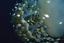 Cavalla (Caranx sp) juveniles using a Blue Jelly (Catostylus mosaicus) as a shelter from predators, Andaman Sea, Burma