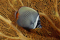 Collared Butterflyfish (Chaetodon collare) against sea fan, Andaman Sea, Thailand