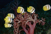 Klein's Butterflyfish (Chaetodon kleinii) group feeding on polyps of soft coral, Ambon, Indonesia